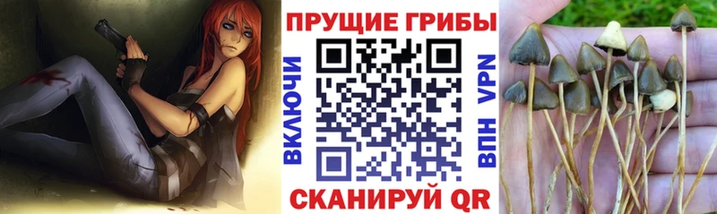 Псилоцибиновые грибы Cubensis  Каменка 